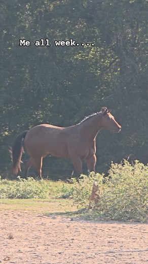 Do these halter horses ever get time off? Here at Holman Halter Horses, the answer is YES! Re Oh has been turned out with the broodmares since we got home from the Halter Million in Sept. No shoes, no work outs, no high powered feed, just good Ole sunshine and 2 meals daily. Allison decided she wanted to go to a show last weekend and poof- a bath, a fresh hair cut, and he's back to show horse mode. These horses know their jobs, and they do them well! #horseshow #apha #aqha #Gelding #weekendvibe 