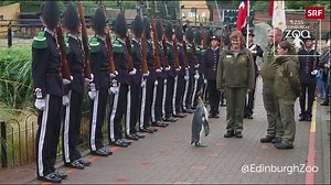 49K views · 474 reactions | Heute war Inspektion der Leibgarde des Königs von Norwegen durch Sir Nils Olav II. Der Königspinguin im schottischen Zoo Edinburgh ist das Maskottchen der Leibgarde. | SRF News | Facebook