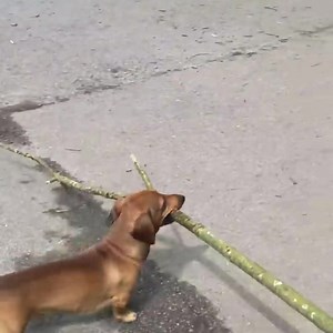 1M views · 7.6K reactions | Walking into the work week like ‘cuse me coming thru and I’m ready to crush this. Anyone else? video by // @boscoandhisbigstick | CreativeLive | Facebook