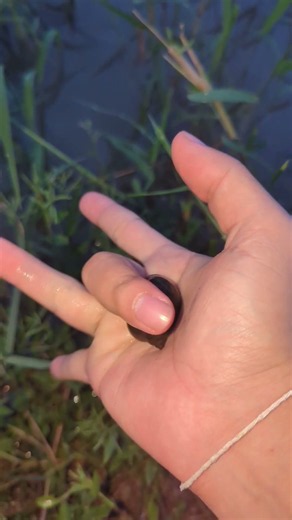 What Is This? 🌿👀 We found some amazing animals in nature! #Shorts #Animals #Wildlife