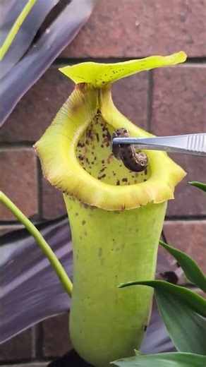 Can a pitcher plant digest a big caterpillar in two months?