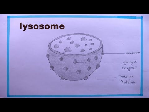 How To Draw LYSOSOME Easy Step/LYSOSOME Drawing