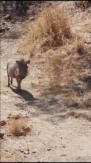 Wild Leopard | Leopards hunt wild boars.