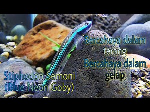 Stiphodon Semoni (Blue Neon Goby) Profile | Algae eater yang bisa Nyala
