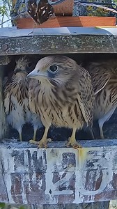 407K views · 387 reactions | The birds befriend AI  | Crafty Panda | Facebook