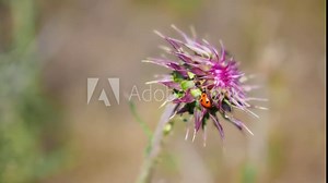Ladybug and ant on Colorado musk thistle