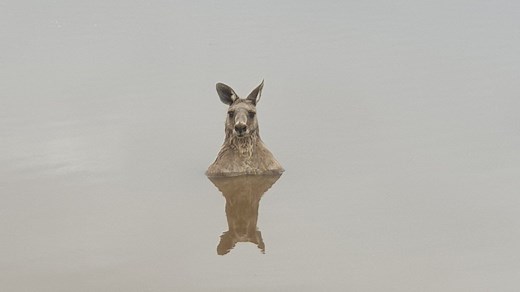 Kangaroos might try to drown your dog. Here's why.