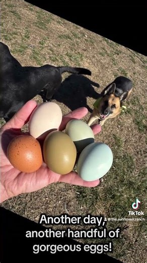 Another Day, Another Array of Beautiful Eggs!