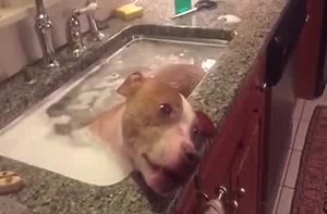 Pit bull takes a relaxing bath.
