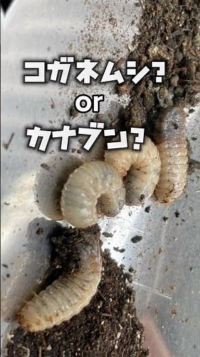 コガネムシか、カナブン・ハナムグリかの見分け方 #幼虫 #見分け方