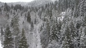 An expansive view of a frosty forest with a thick layer of snow covering the trees and ground