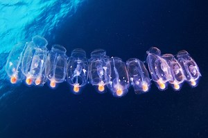 Tajemné salpy: Živé potrubí v oceánech  - Ábíčko.cz