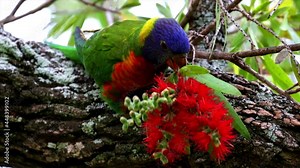 Rainbow Lorikeet feeding in a native Australian bottle brush tree in a Suburban Sydney Park NSW Australia