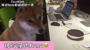 86K views · 6.4K reactions | 哈Dog Life來也～Nana被冷落的畫面 合作團隊VS Media TaiwanYahoo影音 Youtube:https://youtu.be/41w_RemC2Xo Instagram:ypr1988715 #柴犬 #柴犬奈奈 #柴犬Nana #柴犬Nana和阿楞的一天 #可愛 #寵物 #狗 #失寵 #小羊 #阿兜 | 柴犬Nana和阿楞的一天 | Facebook