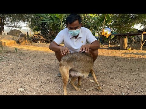 xxl 2026 😱 | Life Dogs take care by Owner