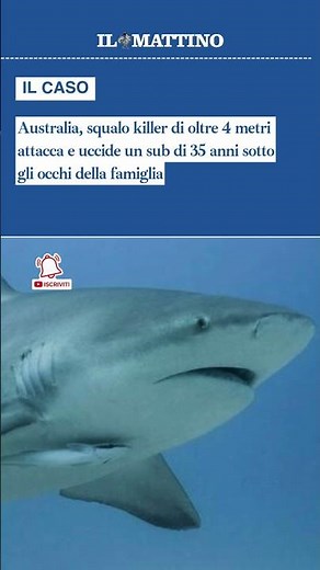 Australia, squalo killer di oltre 4 metri attacca e uccide un sub di 35 anni