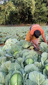 18K views · 136 reactions | Cabbage! Picking Fresh Cabbage on the Farm | FoodStuff | Facebook