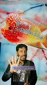 How to Grow Flowerhorn Fish Head 4 Tips to Grow Flowerhorn fish #flowerhornlover #flowerhorns
