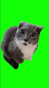 Tiki Tiki Cat Panicking meme - Green Screen