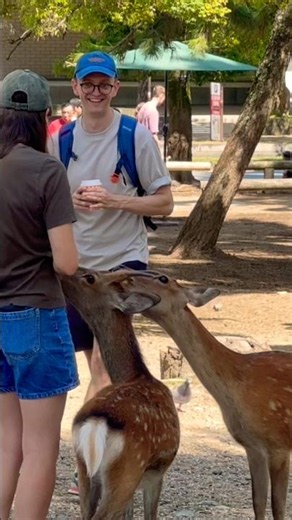 外国人観光客も大感動！奈良公園の鹿さんとおじぎでごあいさつ🦌✨ #narapark #大阪万博2025 #奈良公園 #animals #japantravel #cute #かわいい