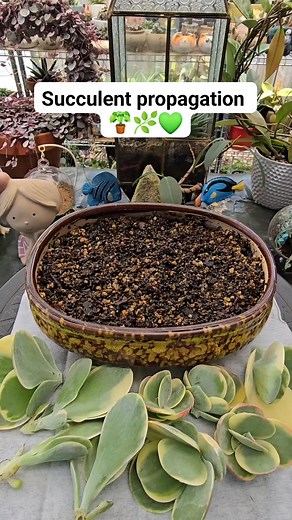 53K views · 517 reactions | Kalanchoe luciae flapjack variegata offsets ( cuttings ) airdried for few days not it is ready to be planted in soil. #bikolanahardinera #garden #fblifestyle #plantas #succulentgarden #succulents #plantsmakepeoplehappy | Bikolanahardinera | Facebook