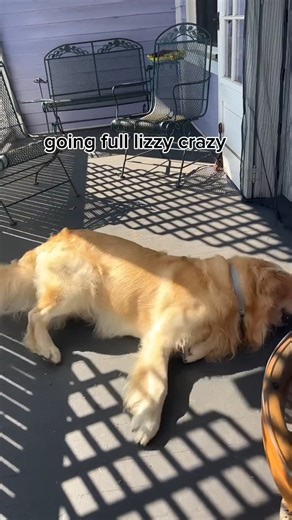 4.7K views · 118 reactions | the lizzy is back 年 #funnydog #dogs #dogsofinstagram #goldenretrievers #cutedogs #adorablepuppy #doglove #goldenretriever #goldenretrieversofinstagram | Goldenchilidog | Facebook