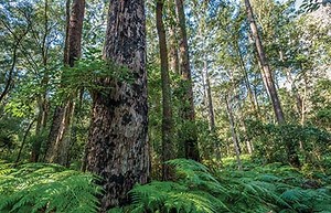 Strategic conservation planning | Planning