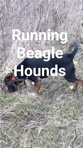 Running Beagle Hounds #howtotrackarabbit #puppy #hunting #doglife