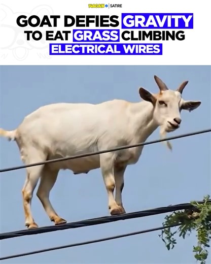 🤯🐐 Gen Z goat named Young Goat was reportedly spotted munching on his favourite grass while defying the laws of physics by climbing poles and wires. To this day, even NASA scientists remain baffled, trying to figure out how they do it. Rumour has it that goats are unaware gravity was discovered by a human named Sir Isaac Newton (rumoured ancestor of Suborno Isaac Bari), which gives them the ability to defy gravity at will. | 14AGAIN