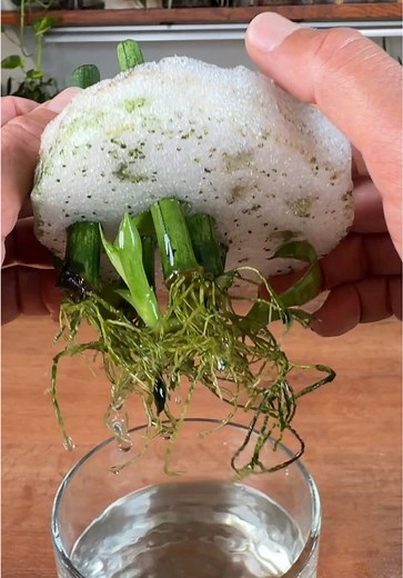 Snake Plant Propagation: Water to Soil Transition Test