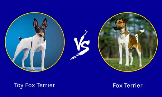 Toy Fox Terrier vs Fox Terrier: What Are the Differences?