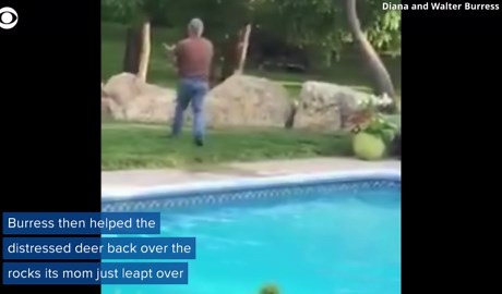 Man rescues baby deer from swimming pool