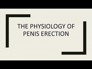 Doctor Urologist | The physiology of penis erection