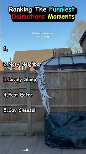 Ranking The Funniest Dalmatians Ever!🐾