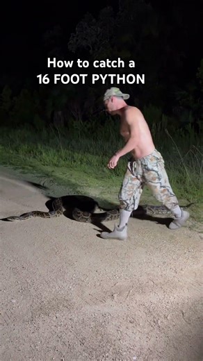 How to catch a 16 FOOT PYTHON by hand!
