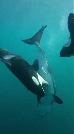 Unbelievable Footage: Orcas Attack a Great White Shark!