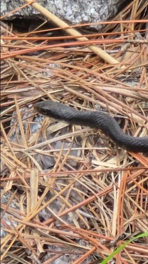 North American Racer Snake (Black Racer)🐍