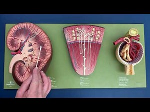 Structures of the Kidney - Board Model