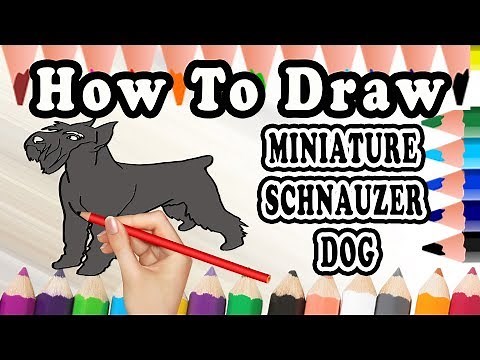 How To Draw A Miniature Schnauzer DOG