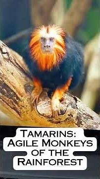 Tamarins: Agile Monkeys of the Rainforest