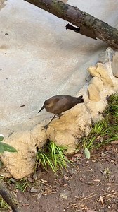 Chuck Hunter on Reels