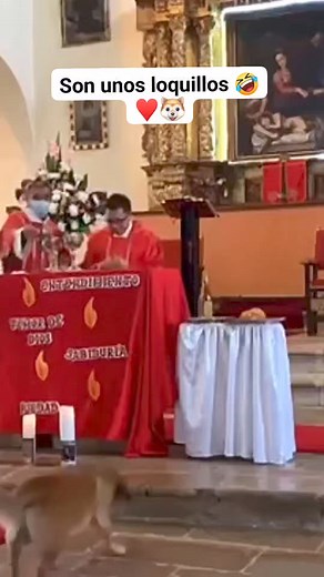 El perro: Todos fuimos invitados a comulgar 😋 #pandoraboxec #perrosgraciosos #perros #perritos #cachorros #perrosdelacalle #perrofeliz #doglover #animallove | Pandora Box Implementos Caninos