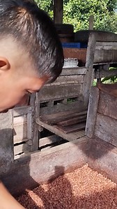 518K views · 2.6K reactions | Cut test after 6th day | CACAO tutorial ni JM | Facebook