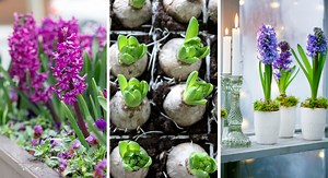 Jacinthe : floraison, taille et entretien