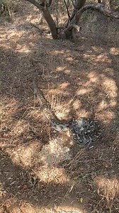 Southern African Python : Relocating a nice sized Southern African Python on a farm today . Great to see a large Python relocated into a safe area. The SRG Team | Snake Relocation Gaborone