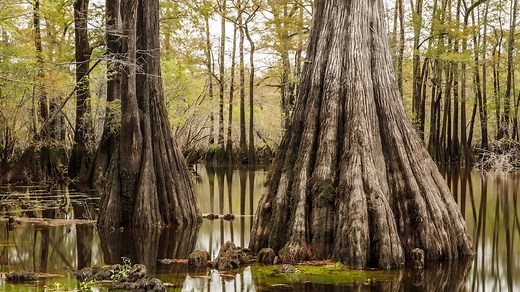 One of the most resilient trees on Earth is dying in droves