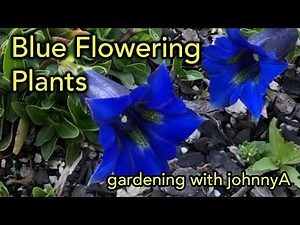 20 + Blue Flower Plant Varieties | Great Blue Flower types for Your garden