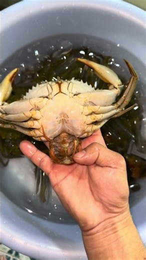 What kind of crab is the grey soft-shell crab?