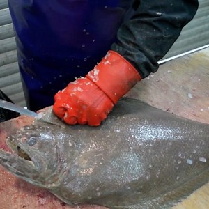31K views · 84 reactions | German halibut fish filleting | fish cutting #fishcutting #halibut | Food World | Facebook