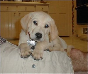 Lap dog - Alchetron, The Free Social Encyclopedia